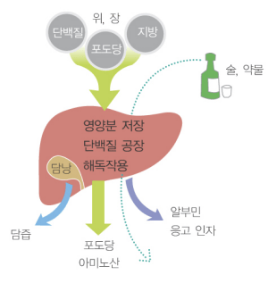 간의 기능에 대한 그림. 출처: 서울아산병원 암교육정보센터