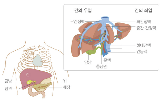 간의 위치와 구조에 대한 그림. 출처: 서울아산병원 암교육정보센터